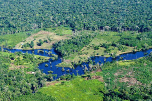 rainforest